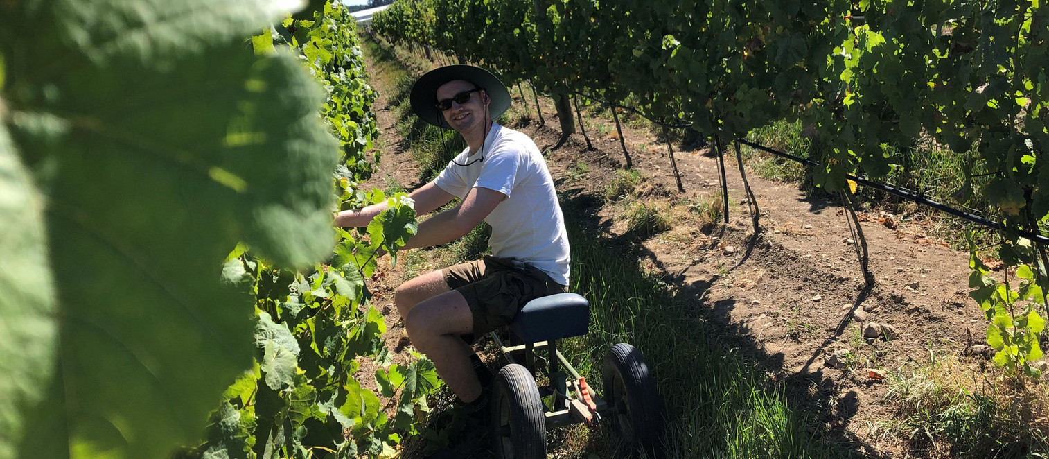 Moritz bei der Arbeit im Weinberg in Neuseeland.