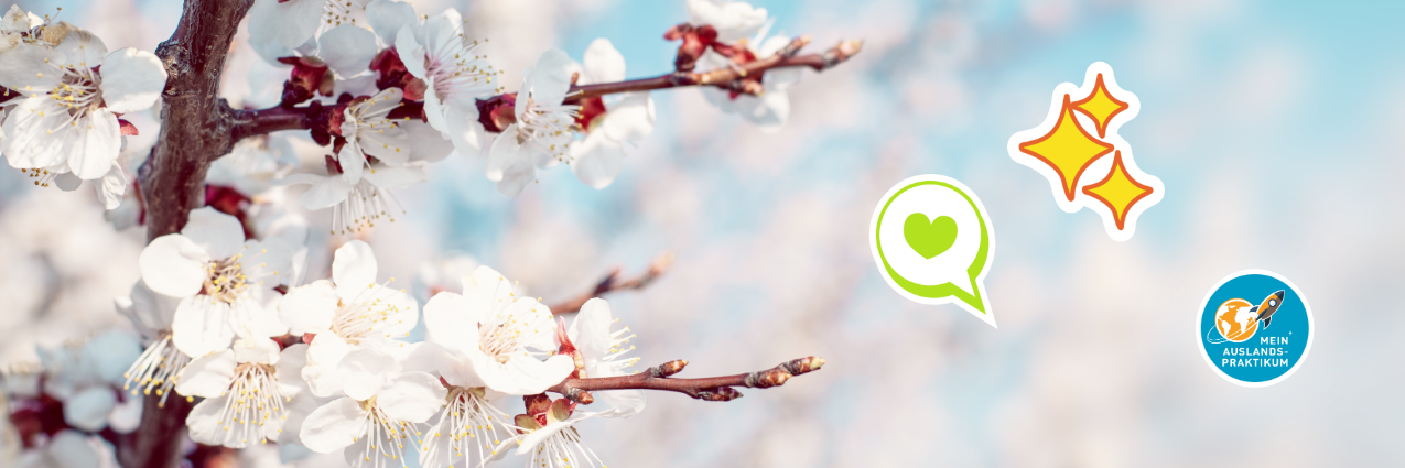 Nahaufnahme von Aprikosen-Bl&uuml;ten an einem Ast. Auf dem Bild sind ein Sternen-Sticker und ein Herz-Sticker und das MeinAuslandspraktikum-Logo.