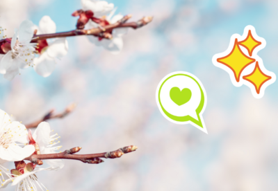 Nahaufnahme von Aprikosen-Bl&uuml;ten an einem Ast. Auf dem Bild sind ein Sternen-Sticker und ein Herz-Sticker und das MeinAuslandspraktikum-Logo.