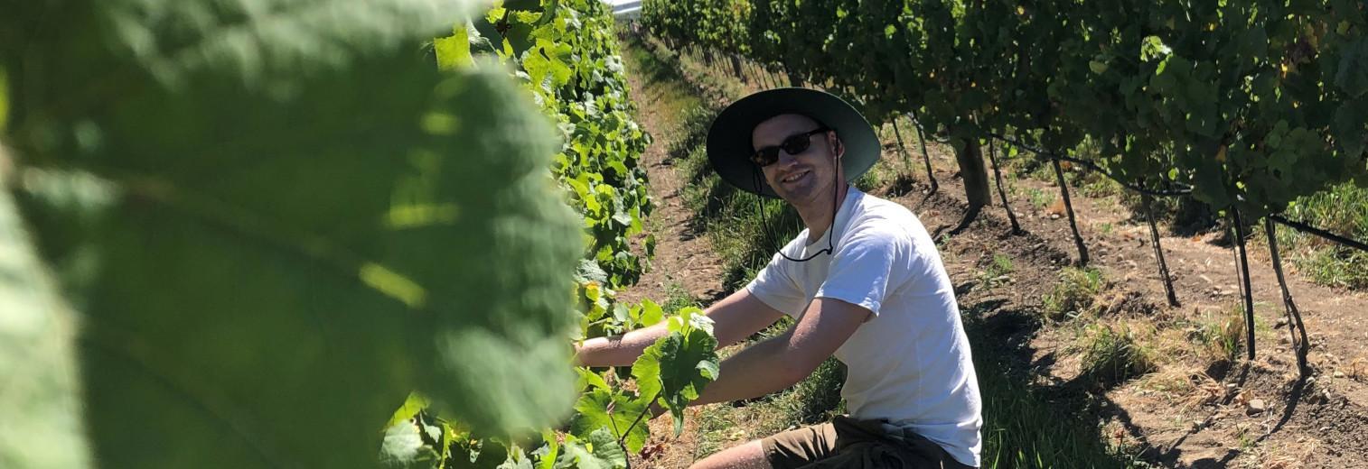 Moritz bei der Arbeit im neuseeländischen Weinberg.