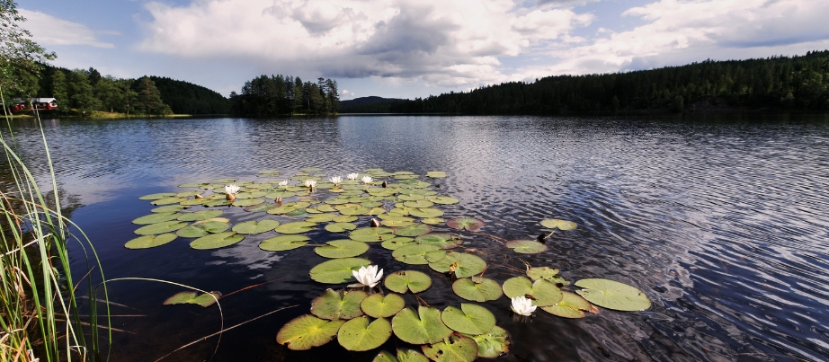 Seerosen (Nymphaea alba) im Jøssø bei Åmot (Provinz Buskerud) in Südnorwegen