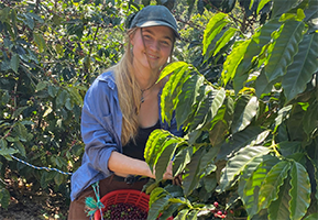 Foto: Pia beim Pflücken der Kaffeekirschen