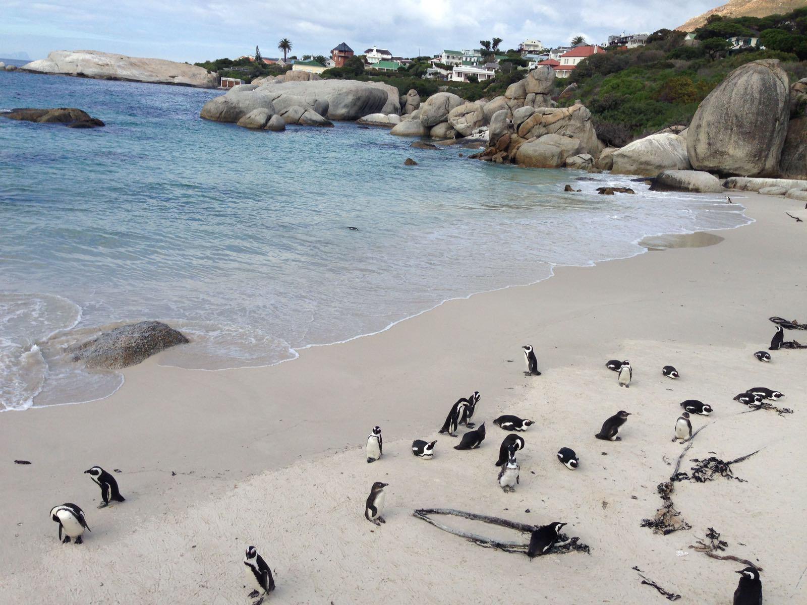 Pinguine am Strand von Kapstadt