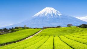 grüne Teefelder vor Mount Fuji in Japan