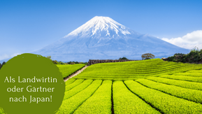 Foto: Reisfelder in Japan, im Hintergrund Mount Fuji. Auf einer grünen Fläche steht "Als Landwirtin oder Gärtner nach Japan!"