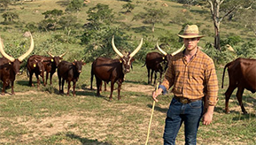 Foto: Hendrik steht mit dem Gesicht zur Kamera vor einer Herde Ankole-Rinder